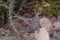 /album/bildgalleri/p3232003-jpg/