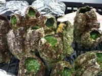 /album/bildgalleri/img-0464-jpg/