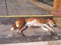 /album/bildgalleri/img-0755-jpg/